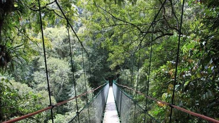 Canopy Bridge Bodogol 